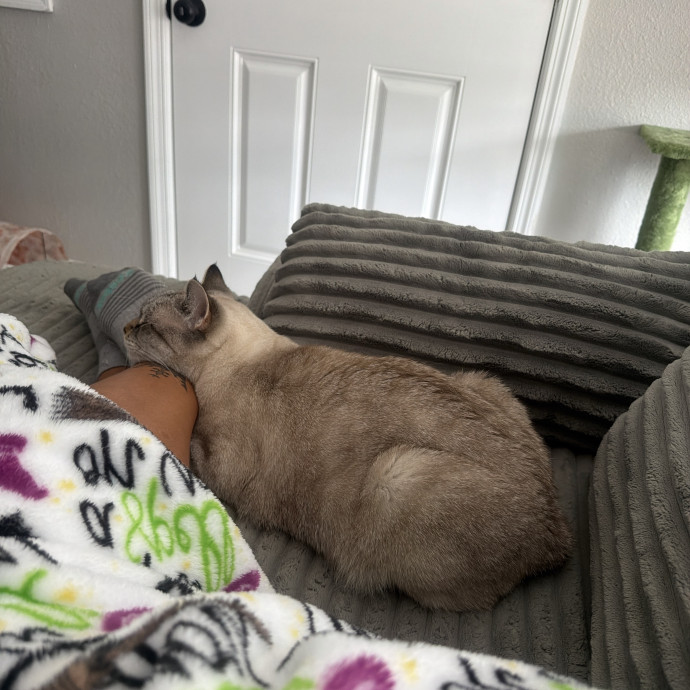 Purr-Fectly Reliable Cat Sitter photo 3
