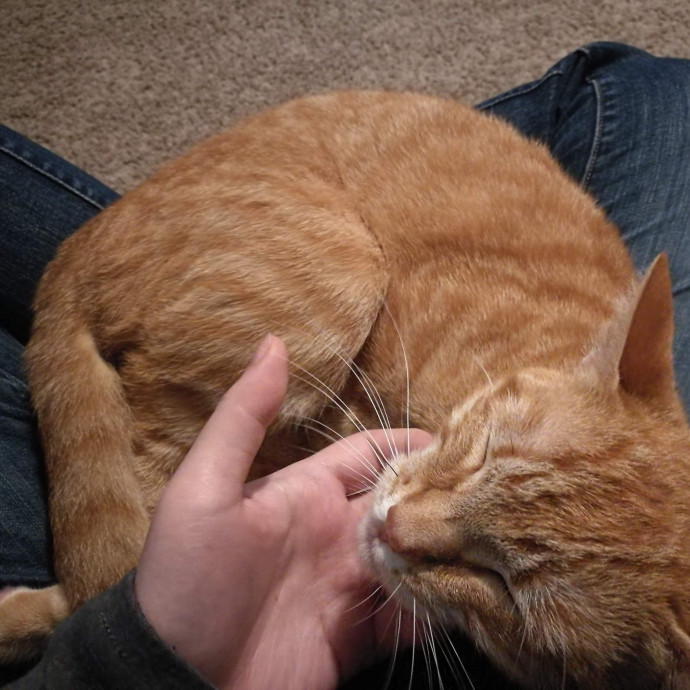 Catficionado