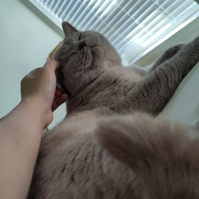 Catficionado