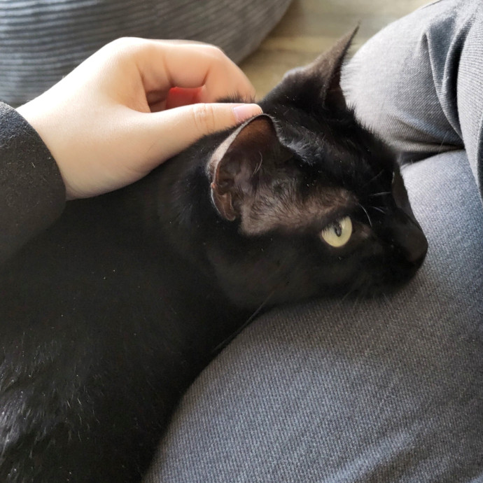 Catficionado
