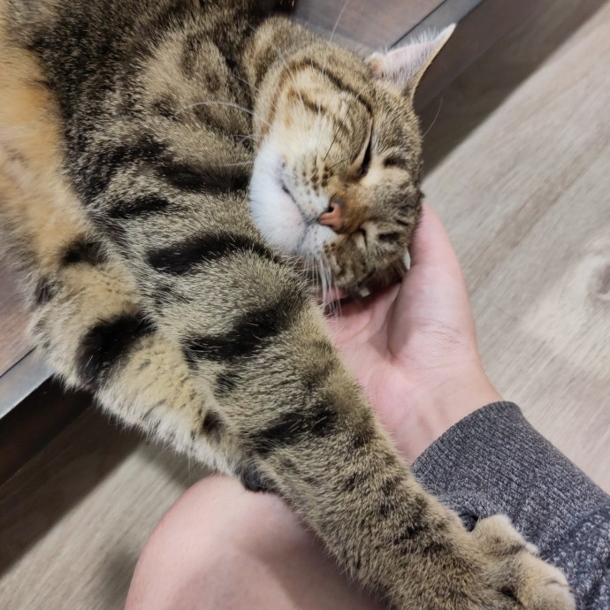 Catficionado