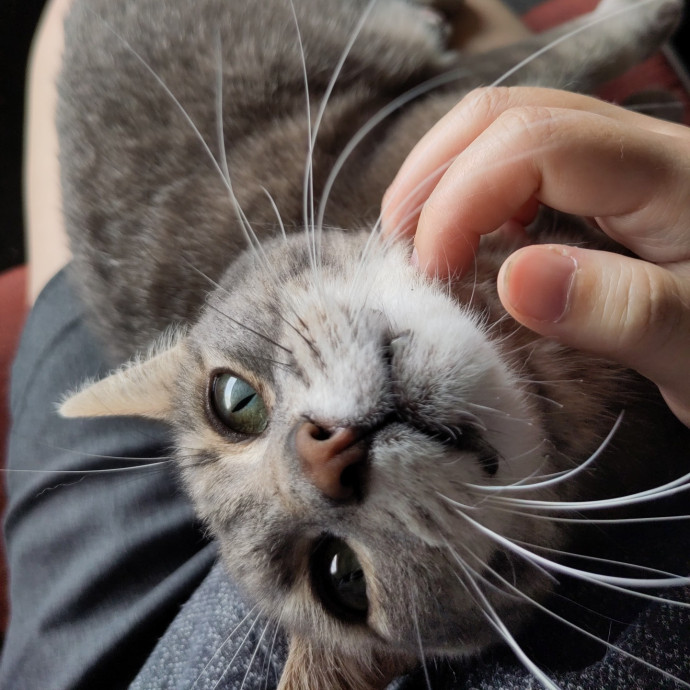Catficionado photo 3