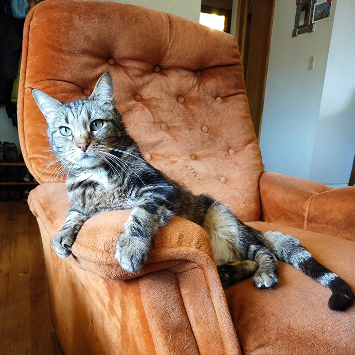 The Cat's Meow Cat Sitting