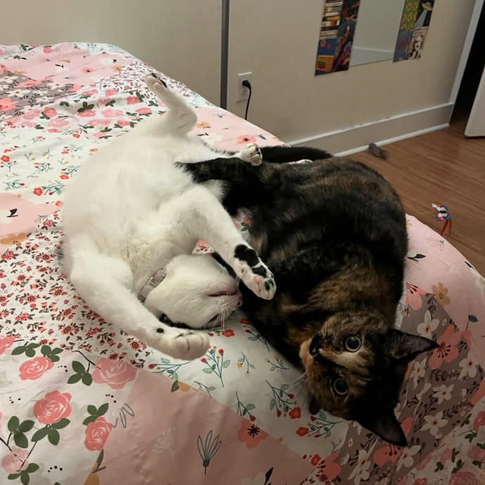 Lifelong Cat Lover - Reliable Cat Care