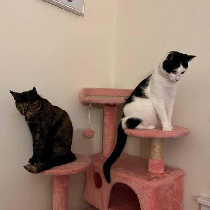 Lifelong Cat Lover - Reliable Cat Care photo 3
