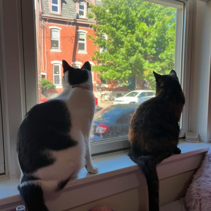 Lifelong Cat Lover - Reliable Cat Care photo 2