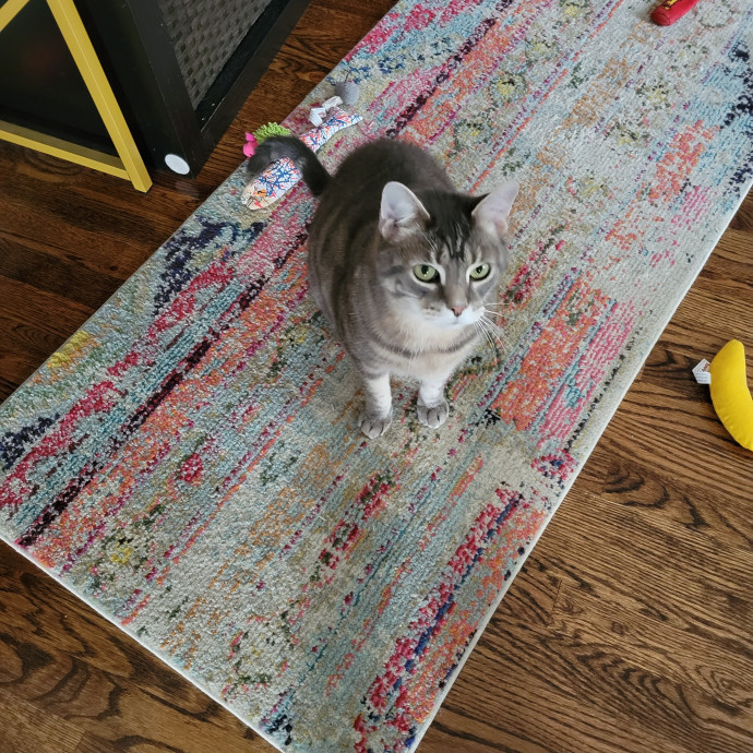 Pawsitive Vibes