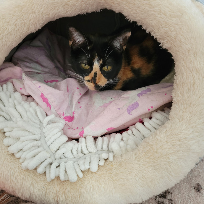 Pawsitive Vibes photo 3