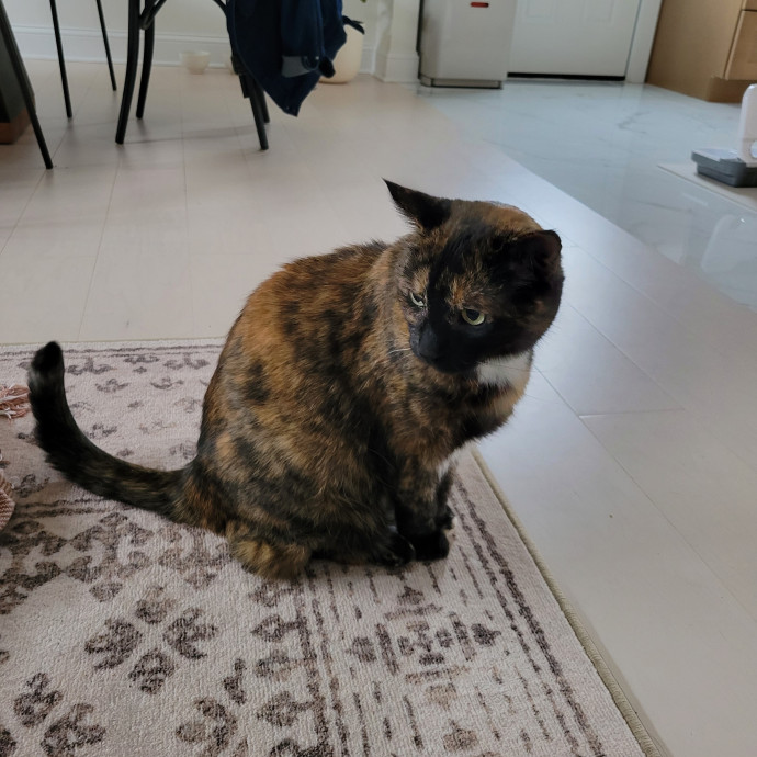 Pawsitive Vibes photo 2