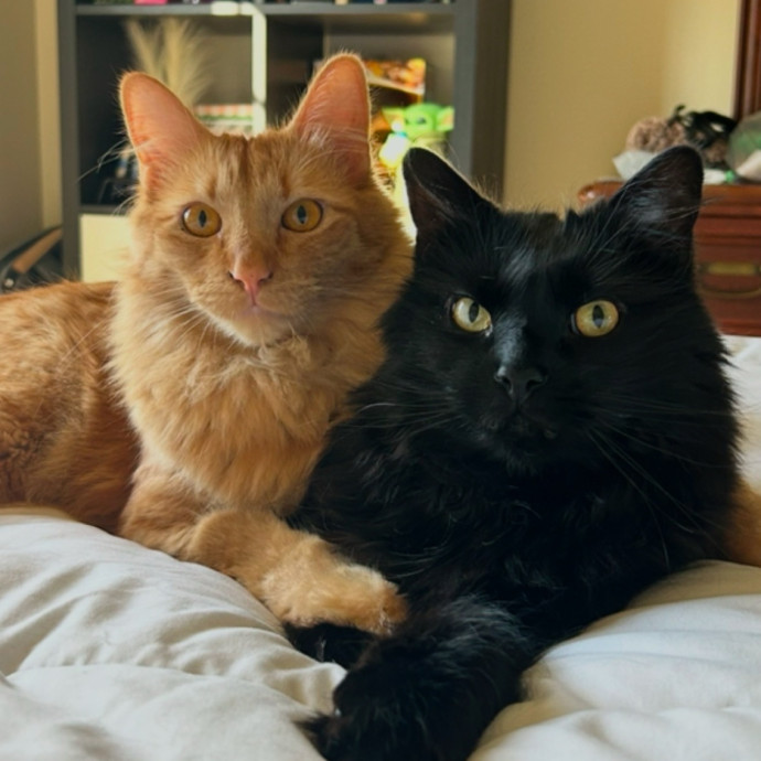 Lifelong Cat Lover  Patient Companion