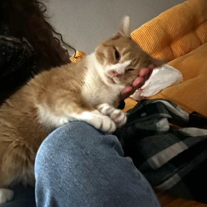 Lifelong Cat Lover  Patient Companion