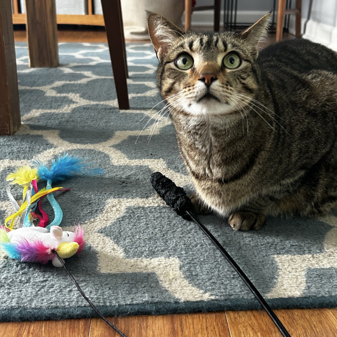 Lifelong Cat Lover  Patient Companion