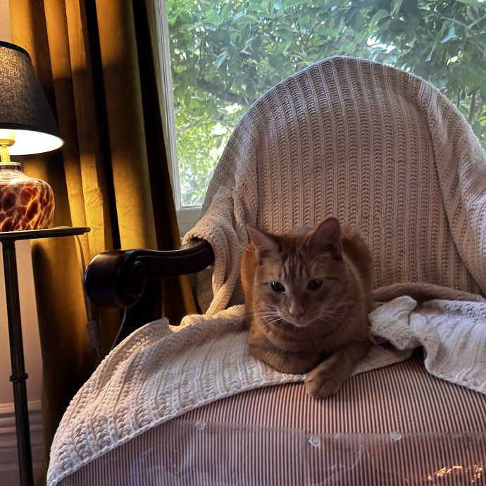 Lifelong Cat Lover  Patient Companion