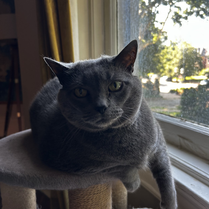 Lifelong Cat Lover  Patient Companion