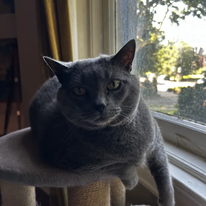 Lifelong Cat Lover  Patient Companion