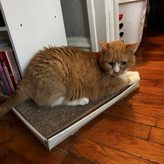 Lifelong Cat Lover  Patient Companion