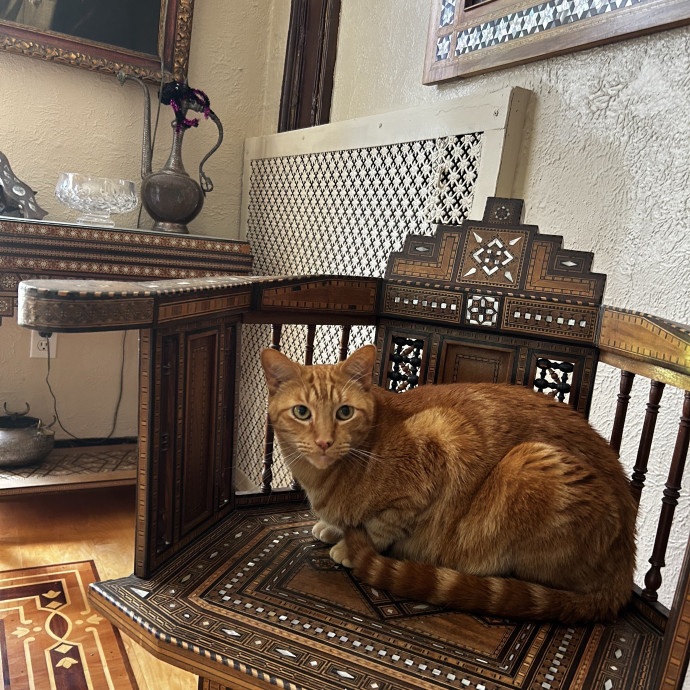 Lifelong Cat Lover  Patient Companion