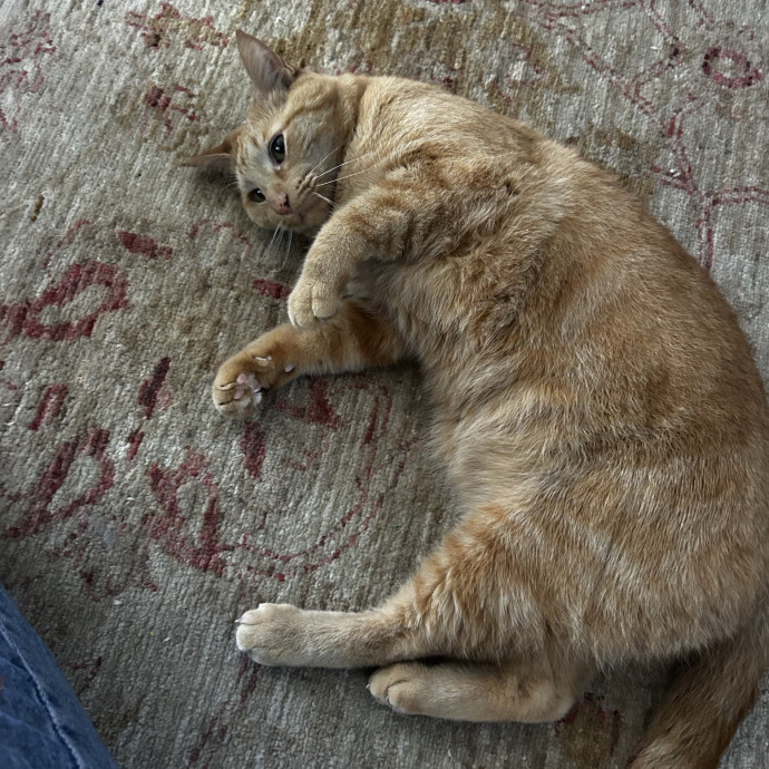 Lifelong Cat Lover  Patient Companion