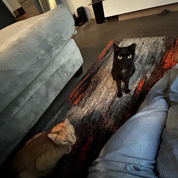 Lifelong Cat Lover  Patient Companion