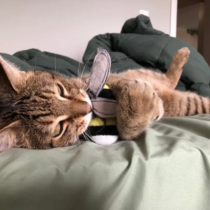 A Loving Kat For Your Lovely Cats