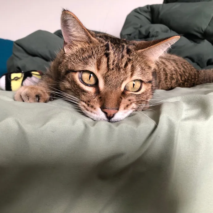 A Loving Kat For Your Lovely Cats