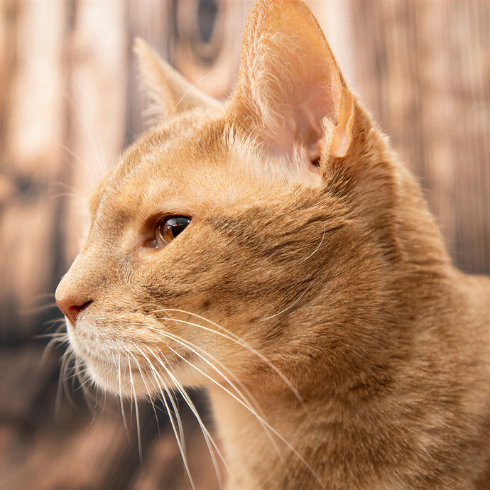 Lisajo's Purrfect Pet Sitting photo 3