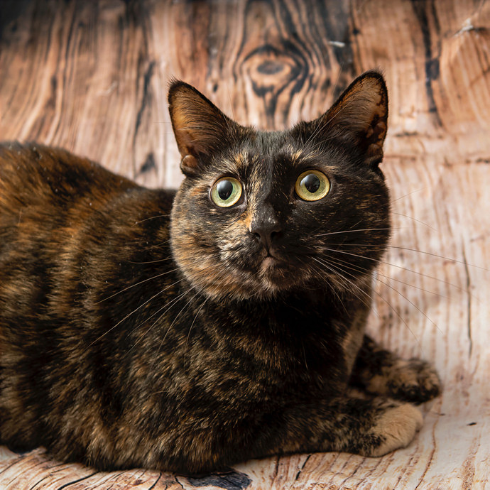 Lisajo's Purrfect Pet Sitting photo 2