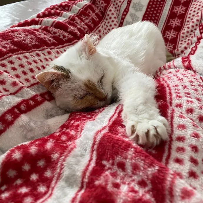 Stacy's Cat Whispering Care