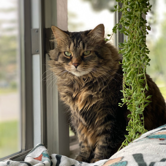 Stacy's Cat Whispering Care