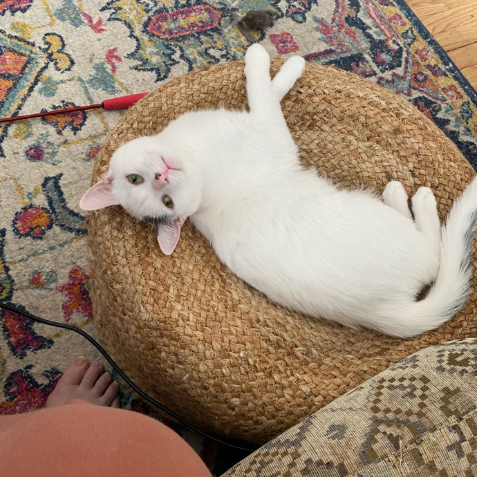 Stacy's Cat Whispering Care