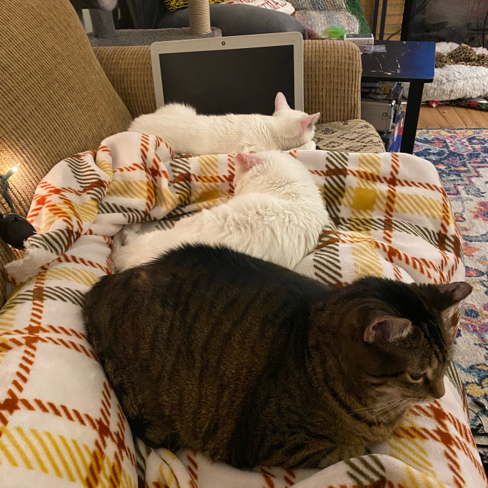Stacy's Cat Whispering Care photo 3