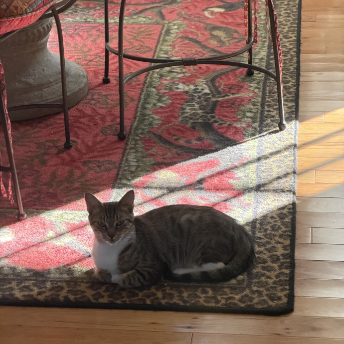 Your Cat's Therapist