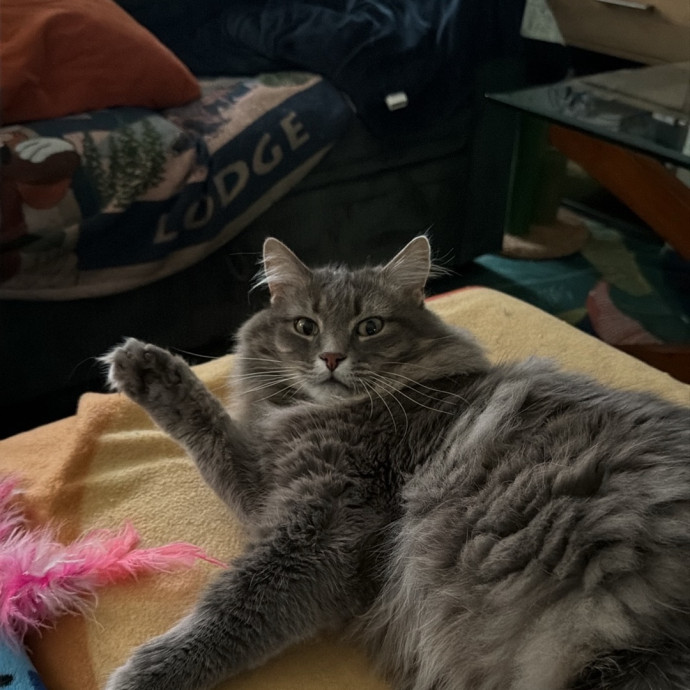 Your Cat's Therapist