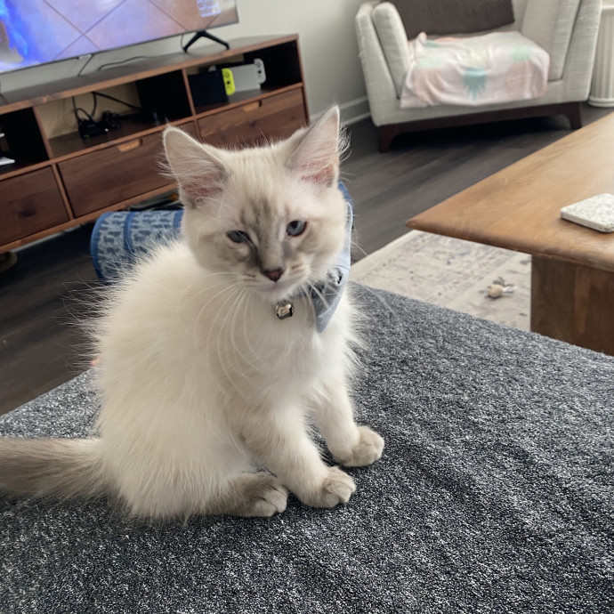 Your Cat's Therapist photo 3