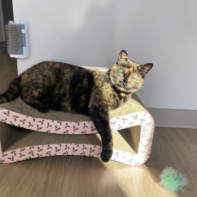 Your Cat's Therapist photo 2