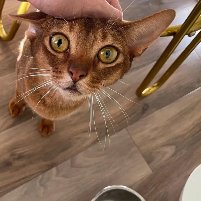 Golden Standard Of Pet Care