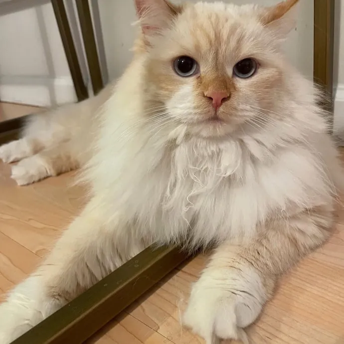 Golden Standard Of Pet Care