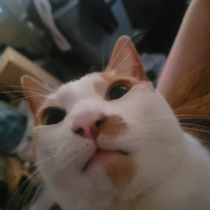 Kitty Sits By Jamie