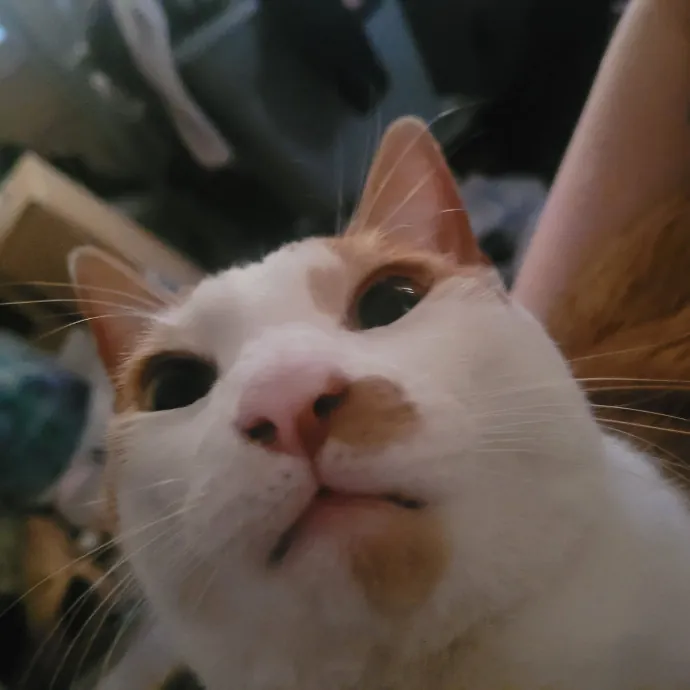 Kitty Sits By Jamie