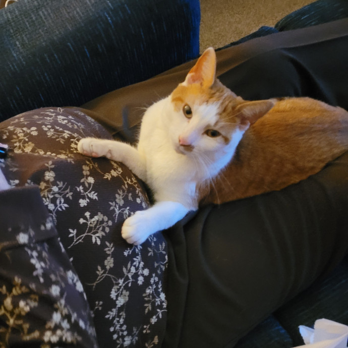 Kitty Sits By Jamie