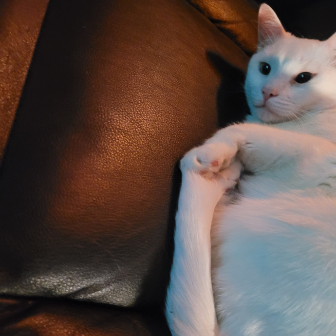 Kitty Sits By Jamie