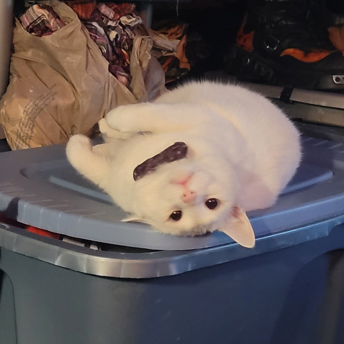 Kitty Sits By Jamie