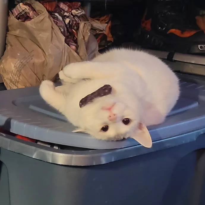 Kitty Sits By Jamie