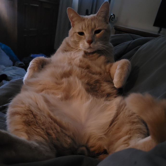 Kitty Sits By Jamie