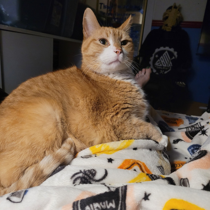 Kitty Sits By Jamie