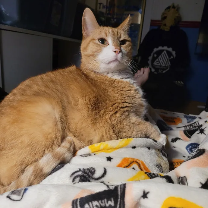 Kitty Sits By Jamie