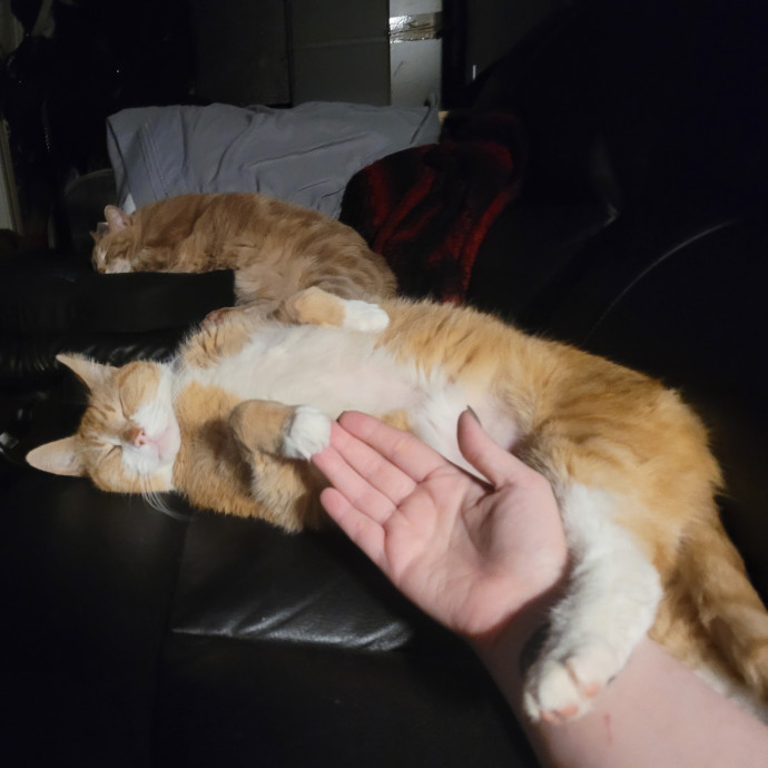Kitty Sits By Jamie