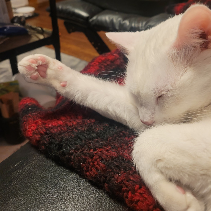 Kitty Sits By Jamie
