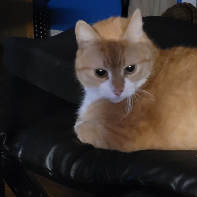Kitty Sits By Jamie