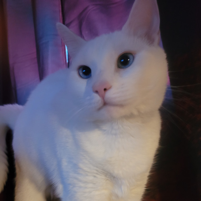 Kitty Sits By Jamie